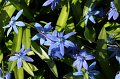 Scilla   070